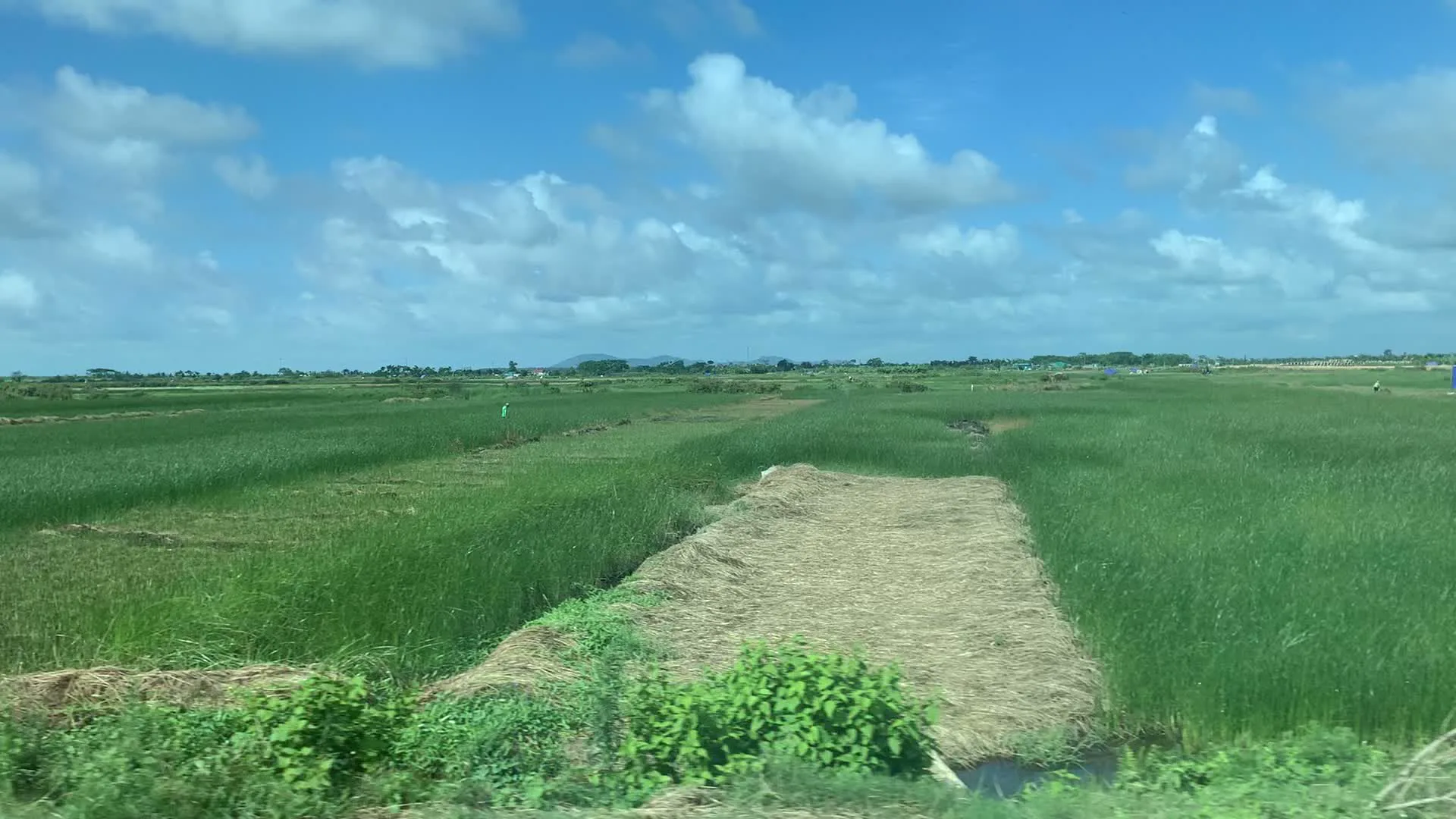 Hình ảnh ghi lại một khung cảnh nông thôn đặc trưng với những cánh đồng cói xanh mướt trải dài dưới bầu trời xanh và nhiều mây trắng. Đây là một khu vực nông nghiệp, có thể là ở huyện Nga Sơn, nổi tiếng với nghề trồng cói. Có thể thấy rõ hoạt động thu hoạch đang diễn ra. Một số thửa ruộng đã được cắt, và những cây cói được rải ra phơi khô trên mặt đất, tạo thành những mảng màu vàng nâu xen kẽ với màu xanh của cây chưa thu hoạch. Một vài người nông dân đang làm việc trên đồng, và có những tấm bạt màu xanh được dựng lên, có thể dùng để che nắng hoặc nghỉ ngơi. Ở phía xa có thể thấy lờ mờ những dãy núi.