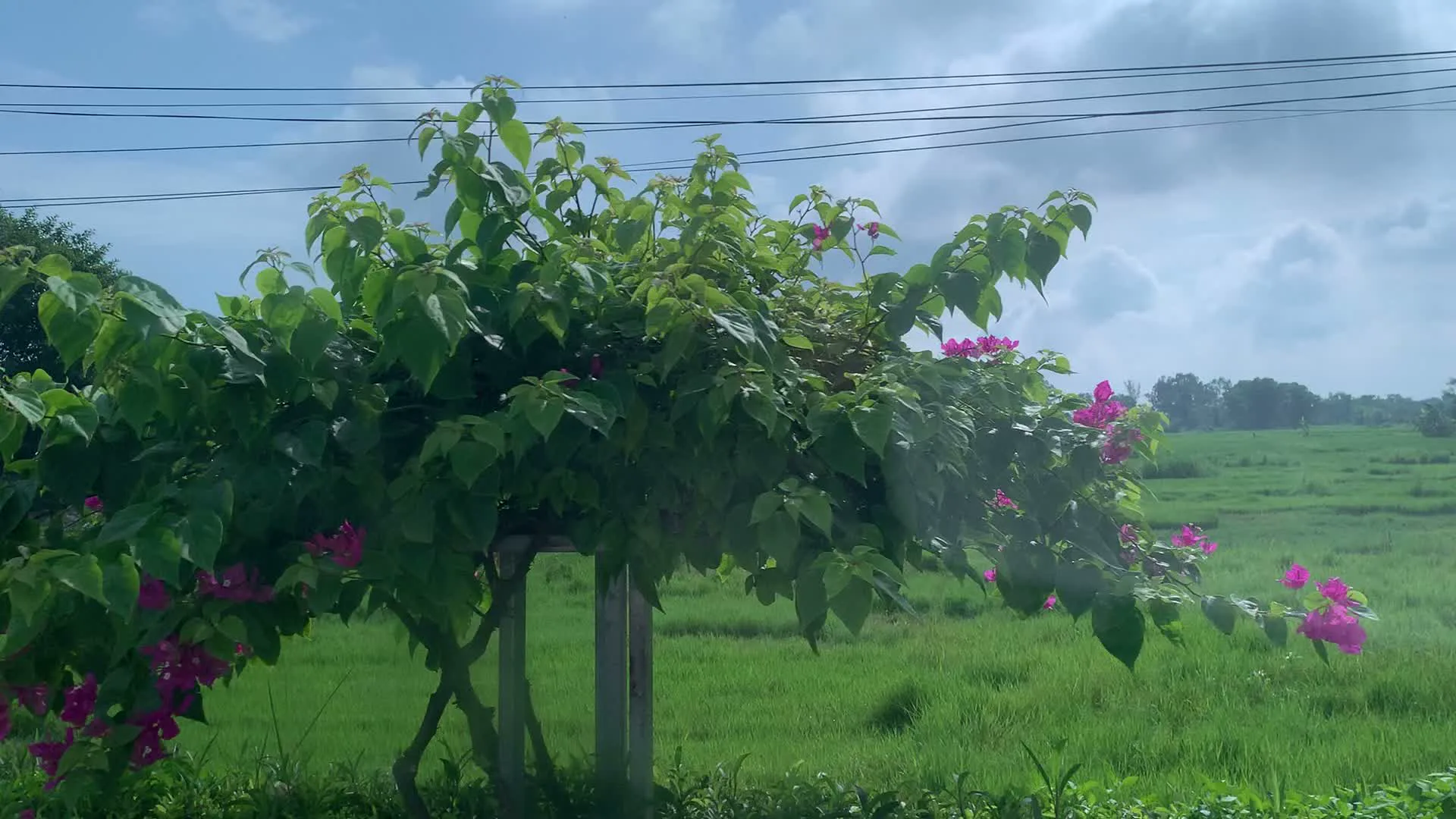 Các hình ảnh ghi lại một khung cảnh nông thôn ở Việt Nam. Hình ảnh đầu tiên cho thấy một giàn hoa giấy lớn với hoa màu hồng đang nở rộ, được chống đỡ bằng khung gỗ. Phía sau giàn hoa là một cánh đồng lúa xanh bát ngát trải dài. Bầu trời có mây và có những đường dây điện chạy ngang qua. Hình ảnh thứ hai quay cảnh một khu vực có vẻ là cổng vào của một địa điểm tham quan hoặc một cơ sở nào đó. Tại đây có một chòi canh nhỏ, mái màu xanh, trên tường có dán các bảng thông tin hoặc bản đồ nhưng chữ viết không thể đọc được. Gần đó có một cột cờ treo lá cờ Việt Nam. Xung quanh là cây cối, đường đi và phía xa vẫn là cánh đồng. Hình ảnh cuối cùng chỉ là một mảng màu đỏ sẫm, không thể xác định được nội dung.