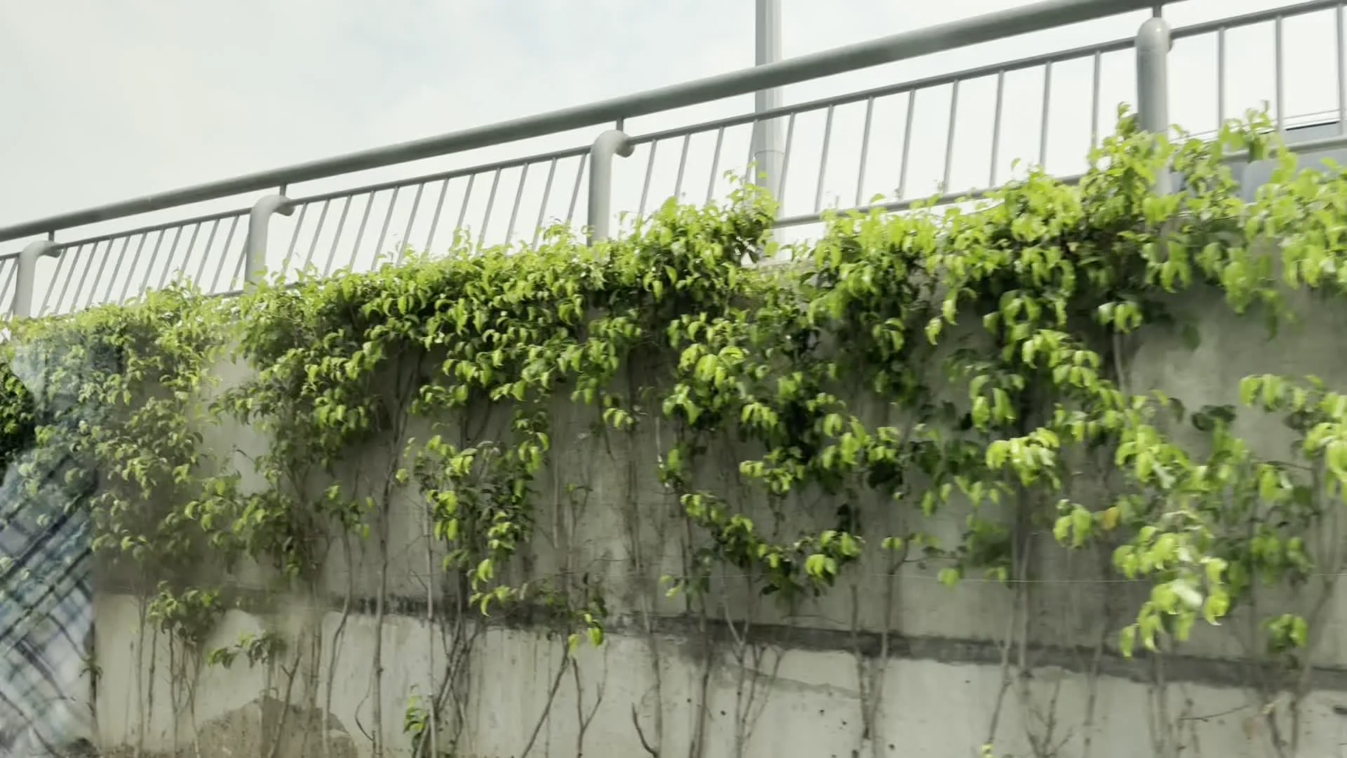 Cảnh quay được ghi lại từ một phương tiện đang di chuyển, nhìn ra một bức tường bê tông ven đường. Đây có thể là tường chắn của một cây cầu hoặc cầu vượt. Dọc theo bức tường, có những cây dây leo xanh tươi đang bám và mọc lên. Phía trên bức tường là một hàng rào lan can bằng kim loại màu xám.