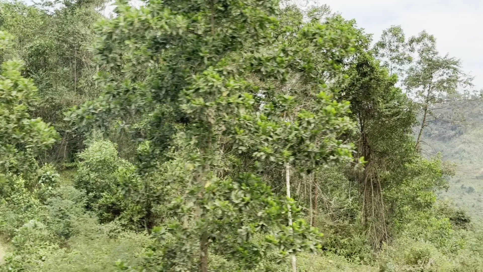 Hình ảnh được chụp từ một phương tiện đang di chuyển, cho thấy khung cảnh ven đường ở một khu vực đồi núi. Cảnh vật chủ yếu là cây cối và thảm thực vật rậm rạp, xanh tươi bao phủ khắp các sườn đồi. Các loại cây mọc san sát nhau, tạo thành một khu rừng dày đặc. Do chuyển động nhanh, hình ảnh có phần bị mờ nhòe, đặc biệt là ở những vật thể ở gần.