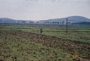 Bối cảnh là một sân chùa rất đông đúc, có thể là trong một lễ hội đầu năm tại Chùa Kho, tỉnh Hà Bắc vào năm 1994. Một đám đông lớn gồm đàn ông, phụ nữ và trẻ em đang chen chúc nhau. Hoạt động chính là dâng lễ vật. Nhiều người đang cầm hoặc đội trên đầu những mâm lễ vật được chuẩn bị công phu, bao gồm hoa quả (như cam), bánh kẹo, vàng mã và hương đang cháy. Một người đàn ông đang giơ cao một mâm lễ lớn để đưa lên mái của một gian nhà tạm lợp tôn. Trên mái nhà tạm này đã chất đầy các mâm lễ vật khác của người đi lễ. Không khí nghi ngút khói hương. Xung quanh là các công trình nhà mái ngói kiểu truyền thống. Trên tường một ngôi nhà có tấm biển chữ đỏ, đọc được chữ "NƠI", các chữ còn lại không rõ. Đây là một cảnh tượng đặc trưng cho không khí lễ hội tại các ngôi chùa ở miền Bắc Việt Nam vào dịp đầu xuân.。（日本語訳）。背景は非常に混雑した寺の境内であり、おそらく1994年にハバク省のコー寺で行われた年初の祭りの最中である。男性、女性、子供を含む大勢の群衆が互いに押し合っている。主な活動は供物を捧げることである。多くの人々が、果物（オレンジなど）、菓子、冥銭、そして燃えている線香などを含む、念入りに準備された供物盆を手に持ったり、頭の上に載せたりしている。一人の男性が、トタンで葺かれた仮設の建物の屋根に上げるために、大きな供物盆を高く掲げている。この仮設の建物の屋根の上には、参拝者たちの他の供物盆がすでに山積みになっている。あたりは線香の煙が立ち込めている。周囲には伝統的な様式の瓦屋根の建物がある。ある建物の壁には赤い文字の看板があり、「NƠI」（場所）という文字が読み取れるが、残りの文字は不明瞭である。これは、早春の時期におけるベトナム北部の寺院での祭りの雰囲気を特徴づける光景である。