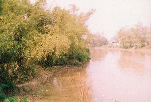 これは、1994年2月24日に撮影された、農村地域の川の光景で、おそらく旧ハタイ省ラケー地区のものでしょう。川の水は、デルタ地帯特有の濁った茶色をしています。川の片岸は、北部地方の田舎の象徴的なイメージである、密集した竹林で覆われています。土手はなだらかで、軽度の土砂崩れの兆候があります。遠くの対岸には、人々の瓦屋根の家がいくつか見えます。川の中、岸の近くには、魚を捕まえたり養殖したりするために使われる伝統的な道具である「đăng」または「đó」を形成するために、竹の杭を打ち込んで作られた柵があります。水面には、アヒルかガチョウの群れと思われる白い物体がいくつか浮かんでいます。写真の右下隅には、「\'24 2 \'94\'」という日付の印があります