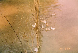 写真の右下隅には、オレンジ色の「\'94 2 24」という日付スタンプがあります。写真は、農村地域の池または川の一区画でのアヒル飼育の光景を写しています。白いアヒルと色のついた羽のアヒルを含むアヒルの群れが、濁った茶色の水面を泳いでいます。アヒルたちは、竹の棒で作られた柵で囲まれた区画内で飼育されています。この柵は、一部が交差するように組まれ、一部が垂直に立てられた竹の杭という構造で、アヒルを飼育するための水上飼育場を形成しています