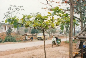 Bối cảnh là một con đường nông thôn ở khu vực Thanh Hóa, vào ngày 26 tháng 3 năm 1994. Bên lề đường đất đỏ là một quán nước nhỏ có mái che, nơi có vài người đàn ông đang ngồi nghỉ ngơi và nói chuyện. Một chiếc xe van màu vàng đỗ gần đó. Ở phía trước, một chiếc xe máy kiểu Honda Cub màu xanh trắng được dựng trên chân chống. Cảnh vật xung quanh có nhiều cây cối, nổi bật là cây bàng non ở tiền cảnh và cây gạo đang trổ hoa đỏ ở phía sau, đặc trưng cho mùa xuân ở miền Bắc Trung Bộ. Bên phải có một quầy hàng nhỏ làm bằng gỗ, có một tấm biển viết tay dựa vào đó, trên biển có ghi chữ có thể là "MỘC GIÒ CHẢ", cho thấy đây là nơi bán các sản phẩm từ thịt lợn. Phía sau là những ngôi nhà một tầng đơn sơ. Toàn bộ khung cảnh mang lại cảm giác yên bình của một ngày thường ở vùng quê Việt Nam những năm 90.。（日本語訳）。背景は1994年3月26日、タインホア地方の田舎道です。赤土の道の脇には屋根付きの小さな茶店があり、そこでは数人の男性が座って休憩したり話したりしています。その近くに黄色いバンが一台停まっています。前方には、青と白のホンダ・カブ型のバイクがスタンドで立てられています。周囲の景色には多くの木々があり、前景にある若いモモタマナの木と、後方で赤い花を咲かせているキワタの木が目立ち、北中部地方の春を特徴づけています。右側には木製の小さな屋台があり、そこに手書きの看板が立てかけられています。看板には「MỘC GIÒ CHẢ」と書かれている可能性があり、ここが豚肉製品を売る場所であることを示しています。後方には簡素な平屋の家々があります。全ての光景が、90年代のベトナムの田舎における日常の平和な感覚をもたらしています。