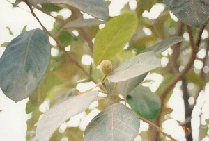 Ở góc dưới bên phải của ảnh có dấu ngày tháng màu cam ghi "'94". Bức ảnh chụp cận cảnh một cây mít. Trọng tâm của bức ảnh là một quả mít non (hoặc hoa mít đực) còn rất nhỏ, có hình tròn, màu xanh vàng và bề mặt có lông tơ. Quả non này mọc ra từ một cành cây, được bao quanh bởi nhiều lá mít to, có màu xanh đậm và xanh nhạt. Một số lá cây có vẻ bám bụi. Phông nền phía sau bị mờ, tạo hiệu ứng bokeh với những đốm sáng lọt qua tán lá.。（日本語訳）。写真の右下には、「'94」と書かれたオレンジ色の日付スタンプがあります。この写真はパラミツの木のクローズアップです。写真の中心は、まだ非常に小さい若いパラミツの実（またはパラミツの雄花）で、丸い形をしており、黄緑色で、表面には産毛があります。この若い実は一本の枝から生えており、濃い緑色や薄い緑色の大きなパラミツの葉に多く囲まれています。いくつかの葉は埃をかぶっているようです。背景はぼやけており、木々の葉の間から差し込む光の斑点でボケ効果を生み出しています。