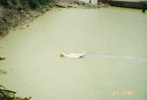 Trên ảnh có dấu ngày tháng "27 3 '94". Bức ảnh chụp một con vịt trắng đang bơi trong một cái ao ở vùng nông thôn. Toàn bộ mặt ao được bao phủ bởi một lớp bèo tấm màu xanh lục. Con vịt đang bơi, tạo ra một vệt nước phía sau, có thể nó đang tìm kiếm thức ăn. Đây là một cảnh tượng điển hình của hoạt động chăn nuôi gia cầm tại các vùng quê Việt Nam vào thời điểm đó. Xung quanh ao là bờ đất với cây cỏ mọc thưa thớt.。（日本語訳）。写真には「94年3月27日」という日付スタンプがあります。写真は、田舎の池で泳いでいる一羽の白いアヒルを写しています。池の全面は、緑色のアオウキクサの層で覆われています。アヒルは泳いでおり、後ろに水の跡を作っています。おそらく餌を探しているのでしょう。これは、当時のベトナムの田舎における家禽飼育の典型的な光景です。池の周りは土手で、草木がまばらに生えています。