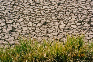 Bức ảnh chụp cận cảnh một vùng đất nông nghiệp bị khô cằn, nứt nẻ. Toàn bộ bề mặt đất sét đã khô cứng, vỡ ra thành nhiều mảng đa giác do thiếu nước, có thể là một thửa ruộng hoặc đáy ao đã cạn khô trong mùa hạn hán. Ở phía tiền cảnh, một vài bụi cỏ mọc lên, với những chiếc lá xanh xen lẫn lá úa vàng, thể hiện sự khắc nghiệt của thời tiết. Khung cảnh cho thấy một tình trạng khô hạn nghiêm trọng. Ở góc dưới cùng bên phải, có một dấu ngày tháng màu vàng ghi '27 4 '94'.。（日本語訳）。乾燥してひび割れた農地を接写した写真です。粘土質の地面全体が固く乾燥し、水不足のために多角形の塊にいくつも割れています。これは畑か、あるいは干ばつの季節に干上がった池の底かもしれません。前景には、いくつかの草むらが生えており、緑の葉と黄色く枯れた葉が混じっていて、天候の厳しさを物語っています。この光景は、深刻な干ばつ状態を示しています。右下隅には、「27 4 '94」と記された黄色い日付のスタンプがあります。