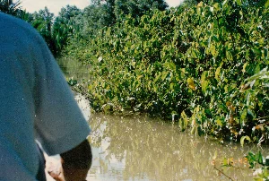 Bức ảnh ghi lại khung cảnh trên một con kênh hoặc rạch nhỏ, có thể là ở khu vực Sóc Trăng vào năm 1994. Ở phía tiền cảnh, có thể thấy một phần vai và lưng của một người mặc áo sáng màu, cho thấy góc nhìn là từ trên một chiếc ghe hoặc thuyền đang di chuyển. Hoạt động chính là di chuyển bằng đường thủy. Hai bên bờ là thảm thực vật vô cùng rậm rạp với cây cối, bụi rậm mọc dày đặc và lan xuống sát mặt nước, đặc trưng cho hệ sinh thái rừng ngập mặn hoặc ven sông của vùng Đồng bằng sông Cửu Long. Nước kênh có màu nâu đục của phù sa, phản chiếu bóng cây xanh mướt. Ở phía xa, có thể thấy những hàng cây cao hơn. Không có văn bản nào như biển báo hay chữ viết, ngoại trừ dấu ngày tháng '27 '94 15:42' được in mờ ở góc dưới bên phải của bức ảnh.。（日本語訳）。この写真は、1994年のソクチャン省地域と思われる、小さな運河または水路の風景を記録したものです。前景には、明るい色の服を着た人の肩と背中の一部が見え、視点が移動中のゲ（小舟）または船の上からであることを示しています。主な活動は水路による移動です。両岸には、木々や低木が密集して生い茂り、水面近くまで広がっている非常に豊かな植生があり、メコンデルタ地帯のマングローブ林や川沿いの生態系に特徴的です。運河の水は沖積土で濁った茶色をしており、青々とした木々の影を映しています。遠くには、より高い木々の列が見えます。写真の右下隅に薄く印刷された日付スタンプ「'27 '94 15:42」を除いて、看板や文字のようなテキストはありません。