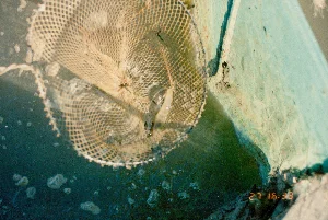 Góc dưới bên phải của ảnh có dấu thời gian kỹ thuật số màu cam '27 16:33'. Bức ảnh chụp cận cảnh một chiếc vợt lưới đang được vớt lên khỏi mặt nước. Bên trong vợt có một sinh vật trông giống như một con tôm. Chiếc vợt được đặt cạnh mạn của một chiếc ghe hoặc thuyền sơn màu xanh ngọc. Mặt nước có màu sẫm và có bọt khí. Đây có thể là một cảnh trong hoạt động nuôi trồng hoặc đánh bắt thủy sản, chẳng hạn như kiểm tra tôm trong bè nuôi trên sông ở khu vực Sóc Trăng.。（日本語訳）。写真の右下隅には、「27 16:33」というオレンジ色のデジタルのタイムスタンプがあります。写真は、水面から引き上げられている網のタモを接写したものです。網の中には、エビのような生き物がいます。その網は、青緑色に塗られたサンパン船かボートの船べりの横に置かれています。水面は暗い色をしており、気泡があります。これは、ソクチャン地域の川の養殖いかだでエビを検査するなど、水産養殖または漁業活動の一場面かもしれません。