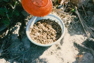 農村地域の乾燥した地面の上に置かれた、白いプラスチック製のたらいのクローズアップ写真。それは、家畜、家禽、またはエビや魚などの水産養殖用の餌にするために細かく刻まれた、魚、小エビ、あるいはその他の農業副産物である可能性がある。周囲の地面は乾燥しており、多くの木の枝、枯れ葉、小石があり、ここが庭や池のほとりのような屋外の作業スペースであることを示している。右隅に人の足の一部が見えている。写真の右下隅には、「6:38」と表示されたオレンジ色のデジタルタイムスタンプがある