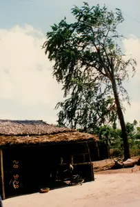 Bức ảnh ghi lại một khung cảnh nông thôn yên bình, có khả năng là ở Sóc Trăng. Địa điểm chính là một căn nhà lá truyền thống với mái lợp bằng lá dừa hoặc lá cọ khô, một kiểu nhà ở phổ biến ở miền quê Việt Nam. Sân trước nhà là nền đất. Bên cạnh nhà là một cây cổ thụ cao lớn, tán lá xum xuê. Trên bầu trời có thể thấy những đường dây điện. Khung cảnh khá tĩnh lặng, mô tả cuộc sống thường nhật. Trong bóng tối của hiên nhà, có thể lờ mờ thấy một chiếc xe đạp và có thể là bóng một người đang ngồi. Phía trước nhà có một cái chậu nhỏ đặt trên mặt đất. Ở bên phải, gần gốc cây, có một vài bao tải hoặc vật dụng được chất đống. Trên ảnh có dấu thời gian kỹ thuật số màu cam ghi '28 9:28'.。（日本語訳）。写真は、おそらくソクチャン省の、平穏な田舎の風景を記録しています。主な場所は、乾燥したココナッツの葉やシュロの葉で葺かれた屋根を持つ伝統的な葉葺きの家で、ベトナムの田舎で一般的な住居の様式です。家の前庭は土の地面です。家の隣には、葉が青々と茂った背の高い古木があります。空には電線が見えます。風景は非常に静かで、日常生活を描写しています。家の軒先の暗がりの中には、自転車と、おそらく座っている人影がぼんやりと見えます。家の前には、地面に置かれた小さな鉢があります。右側、木の根元近くには、いくつかの袋や物が積み重ねられています。写真には、「28 9:28」と記されたオレンジ色のデジタルのタイムスタンプがあります。