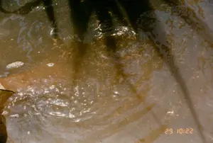 Dấu thời gian trên ảnh là '29 10:22'. Bức ảnh chụp cận cảnh mặt nước trong một ao hoặc bể nuôi trồng thủy sản. Nước có màu nâu đục, có những gợn sóng và bọt khí. Dưới mặt nước có thể thấy một đàn sinh vật rất nhỏ, có khả năng là tôm giống, đang bơi dày đặc. Đây là một cảnh tượng điển hình trong hoạt động ương nuôi tôm giống, một phần của ngành nuôi trồng thủy sản.。（日本語訳）。写真のタイムスタンプは'29 10:22'です。写真は、池または水産養殖槽の水面を接写したものです。水は濁った茶色で、さざ波と気泡があります。水面下には、おそらくエビの稚魚と思われる非常に小さな生物の群れが、密集して泳いでいるのが見えます。これは、水産養殖業の一部である、エビの稚魚の育成活動における典型的な光景です。