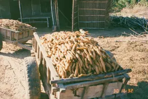 写真には「30 16:32」というタイムスタンプがあります。背景は農村地域で、農場か畑である可能性があります。行われている主な活動は、収穫後の農産物の輸送です。木製の荷車が2台あり、ある種の芋、おそらくキャッサバ（タピオカ）で満たされています。前方の荷車は、別の車両または牽引車両に接続されています。これらの車両は、轍のある未舗装の道に停まっています。背景には、小屋か倉庫のような簡素な建物があり、壁は竹、笹、または葉でできています。右側には枝の山があります