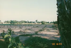 Dấu thời gian trên ảnh là '30 16:33'. Bức ảnh chụp một khung cảnh nông thôn tại một khu đất nông nghiệp rộng lớn, có thể là một nông trại hoặc một cánh đồng. Mặt đất trông khô và có màu sáng, cho thấy đây là loại đất pha cát. Trên cánh đồng, các cây non được trồng theo từng hàng ngay ngắn trên các luống đất và được chống đỡ bằng các cọc gỗ nhỏ. Ở phía trước, có thể thấy các bụi cây lá xanh. Ở phía xa là những rặng cây xanh tươi, bao gồm cả cây chuối, và một vài ngôi nhà nông thôn đơn sơ. Cảnh vật cho thấy hoạt động trồng trọt, canh tác nông nghiệp trong một buổi chiều nắng đẹp.。（日本語訳）。写真のタイムスタンプは'30 16:33'です。写真は、広大な農地、おそらく農場か畑の田園風景を写しています。地面は乾燥して明るい色に見え、砂混じりの土壌であることを示しています。畑では、苗木が畝の上に整然と列をなして植えられ、小さな木の杭で支えられています。手前には、緑の葉の茂みが見えます。遠くには、バナナの木を含む青々とした木々の列と、いくつかの簡素な農家があります。この光景は、晴れた美しい午後の植え付けや農業の営みを示しています。