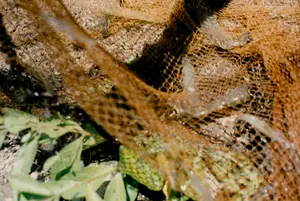 Hình ảnh chụp cận cảnh một mẻ tôm vừa được thu hoạch bằng lưới. Một chiếc lưới đánh cá màu nâu, có thể là chài hoặc vó, đang được đặt trên bờ đất. Bên trong lưới có rất nhiều tôm nhỏ, còn tươi sống, thân trong suốt. Bối cảnh có vẻ là một khu vực nuôi trồng thủy sản, chẳng hạn như bờ ao nuôi tôm. Phía dưới bên trái của ảnh có một vài cành lá cây màu xanh. Ở góc dưới bên phải, có một dấu thời gian kỹ thuật số màu vàng ghi "2 12:42", có thể chỉ thời điểm chụp là 12 giờ 42 phút ngày 2.。（日本語訳）。網で収穫されたばかりのエビの群れを接写した画像。網の中には、まだ生きていて体が透明な小さなエビがたくさんいる。背景は、エビ養殖池の岸辺など、水産養殖地域のようである。写真の左下には、緑色の葉がついた枝がいくつかある。右下隅には、「2 12:42」と書かれた黄色のデジタルタイムスタンプがあり、撮影時刻が2日の12時42分であることを示している可能性がある。