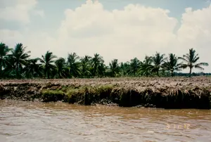 Trong ảnh có dòng chữ màu vàng ở góc dưới bên phải, có thể là dấu thời gian từ máy ảnh, ghi: '3 11:12'.。Bối cảnh của bức ảnh là một khung cảnh nông thôn điển hình ở vùng sông nước, có khả năng là ở Sóc Trăng. Phía trước là một con sông hoặc kênh rạch với dòng nước màu nâu phù sa. Sát mép nước là bờ đất bùn, có cỏ dại mọc và có vẻ như đã được cày xới, có thể là để chuẩn bị cho một vụ mùa nông nghiệp mới. Phía sau bờ đất là một hàng cây dừa xanh tươi, rậm rạp chạy dài. Bầu trời phía trên trong xanh và có nhiều mây trắng. Không có người hay hoạt động cụ thể nào được ghi lại, chỉ có cảnh vật thiên nhiên yên bình của một vùng quê.。（日本語訳）。写真の右下隅には、カメラからのタイムスタンプと思われる黄色い文字で「3 11:12」と書かれています。写真の背景は、水郷地帯の典型的な田園風景で、おそらくソクチャン省のものです。手前には、沖積土で茶色く濁った水が流れる川または運河があります。水際には泥の土手があり、雑草が生え、新しい農期に備えるためか、耕されたように見えます。土手の後ろには、青々と茂ったココナッツの木が長く続いています。上空の空は青く澄んでおり、白い雲がたくさん浮かんでいます。