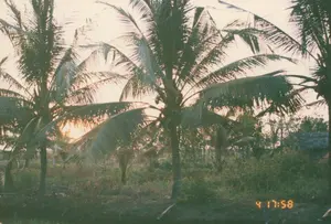 Dấu thời gian hiển thị ở góc dưới bên phải của bức ảnh là '4 17:58'. Bức ảnh ghi lại một khung cảnh hoàng hôn ở một vùng quê, có khả năng là ở Sóc Trăng. Cảnh vật chủ yếu là một vườn dừa rậm rạp. Nhiều cây dừa cao với tán lá xòe rộng. Ánh nắng mặt trời lúc sắp lặn chiếu xuyên qua các kẽ lá, tạo nên một không gian yên bình. Dưới mặt đất là các loại cây bụi và cỏ dại. Phía xa bên phải, thấp thoáng một mái nhà của một ngôi nhà nông thôn đơn sơ. Không có người hay hoạt động cụ thể nào được nhìn thấy trong ảnh.。（日本語訳）。写真の右下に表示されているタイムスタンプは「4 17:58」です。この写真は、ある田舎の夕暮れの風景を記録しており、ソクチャン省である可能性があります。風景は主に、生い茂ったココナッツ園です。多くの背の高いココナッツの木が、葉を大きく広げています。沈みかけの太陽の光が葉の隙間から差し込み、穏やかな空間を作り出しています。地面には、様々な種類の低木や雑草があります。右奥には、質素な農家の屋根がかすかに見えます。写真の中には、人や特定の活動は見られません。