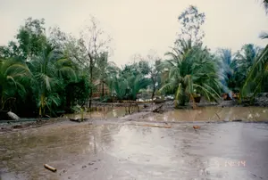 Đây là một khung cảnh nông thôn ở vùng sông nước, có khả năng là ở Sóc Trăng, vào năm 1994. Mặt đất sình lầy và ngập nước, cho thấy có thể vừa sau một trận mưa hoặc đây là khu vực trũng. Cảnh vật chủ yếu là cây cối um tùm, đặc biệt là rất nhiều cây dừa và cây dừa nước. Ở hậu cảnh, có thể thấy lấp ló một ngôi nhà đơn sơ. Có những ao nhỏ được rào bằng cọc tre, gỗ, có thể là khu vực nuôi trồng thủy sản như tôm, cá. Một con gà đang đi lại trên bãi đất sũng nước ở phía trước. Ở phía xa bên phải, có một đám khói đang bốc lên từ một đống lửa, cho thấy hoạt động sinh hoạt của con người, có thể là đang đốt rác hoặc nấu ăn. Dưới góc phải của ảnh có dòng chữ số màu cam "5 14:14", có thể là dấu ngày tháng và thời gian do máy ảnh ghi lại.。（日本語訳）。これは水郷地帯の田舎の風景で、おそらく1994年のソクチャン省でしょう。地面はぬかるんで水浸しになっており、雨が降った直後か、あるいは低地であることを示しています。風景は主に木々が鬱蒼と茂っており、特に多くのココヤシとニッパヤシがあります。背景には、簡素な家がちらりと見えます。竹や木の杭で囲まれた小さな池があり、エビや魚などの水産養殖区域かもしれません。手前の水浸しの地面を鶏が一羽歩き回っています。右奥では、焚き火から煙が立ち上っており、ゴミを燃やしているか料理をしているか、人々の生活活動を示しています。写真の右下にはオレンジ色の数字「5 14:14」があり、これはカメラによって記録された日付と時刻の印かもしれません。