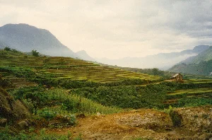 Đây là khung cảnh vùng núi nông nghiệp, có thể là ở khu vực Sa Pa, tỉnh Lào Cai. Toàn cảnh là những thửa ruộng bậc thang rộng lớn, xanh mướt, trải dài trên các sườn núi. Lúa dường như đang trong mùa sinh trưởng. Phía sau, những dãy núi cao trập trùng ẩn hiện trong màn sương mờ ảo dưới bầu trời nhiều mây. Nằm xen kẽ giữa các thửa ruộng là một ngôi nhà nhỏ bằng gỗ, có thể là nơi ở hoặc lán nghỉ của người nông dân. Ở phía xa trên các thửa ruộng, có một vài bóng người nhỏ đang làm nông, có thể là đang canh tác hoặc chăm sóc lúa. Cây cối và bụi rậm mọc um tùm trên các sườn đồi. Không có bất kỳ văn bản hay chữ viết nào có thể nhìn thấy được trong ảnh.。（日本語訳）。これは農業が営まれる山岳地帯の風景で、おそらくラオカイ省サパ地方のものでしょう。全景は、広大で青々とした棚田が山腹に広がっています。稲は生育期のようです。後方には、曇り空の下、高く連なる山々が幻想的な霧の中に現れたり隠れたりしています。田んぼの間に、小さな木造の家が点在しており、農家の住居か休憩小屋かもしれません。遠くの田んぼの上には、農作業をしている小さな人影がいくつか見え、おそらく稲作や手入れをしているのでしょう。丘の斜面には木々や茂みが鬱蒼と生い茂っています。写真の中には、いかなるテキストや文字も見当たりません。