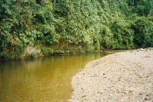 Bức ảnh chụp một khung cảnh thiên nhiên yên bình tại một con suối ở vùng núi. Một bên bờ là bãi sỏi và cát trải dài. Bên bờ đối diện là vách đá được bao phủ bởi cây cối và thảm thực vật rậm rạp, xanh tốt. Dòng nước suối khá nông và trong, có thể nhìn thấy rõ sỏi đá dưới đáy ở gần bờ. Khung cảnh hoàn toàn tự nhiên, không có sự hiện diện của con người hay bất kỳ công trình nhân tạo nào. Ở góc dưới bên phải của ảnh có dấu ngày tháng màu cam '97 6 14'.。（日本語訳）。山間部の小川にある、穏やかな自然の風景を写した写真です。片方の岸は、砂利と砂の浜が広がっています。対岸は、青々と生い茂る木々や植物に覆われた崖です。小川の流れはかなり浅く澄んでおり、岸の近くでは底の小石がはっきりと見えます。風景は完全に自然で、人間や人工的な建造物は一切存在しません。写真の右下隅には、オレンジ色で「'97 6 14」という日付のスタンプがあります。