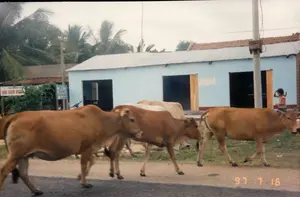 Bối cảnh là một con đường nhựa ở vùng nông thôn. Một đàn bò vàng đang đi trên đường. Bên đường có một ngôi nhà cấp bốn sơn màu xanh nhạt, lợp mái tôn. Phía sau ngôi nhà này và ở phía xa là những rặng dừa. Có một cột điện bê tông ở bên phải. Một bé gái đang đứng bên ngoài ngôi nhà màu xanh. Ở phía bên trái có một tấm biển hiệu ghi 'BIA CƠM NƯỚC'. Gần đó có một tấm biển màu xanh khác nhưng chữ viết không rõ, có thể đọc được vài chữ như 'BÁN SỮA... CHAI LON...'.。（日本語訳）。背景は田舎のアスファルト道路です。黄色い牛の群れが道を歩いています。道端には、薄い青色に塗られ、トタン屋根の平屋があります。この家の後ろと遠くには、ココナッツの木々が並んでいます。右側にはコンクリートの電柱があります。青い家の外に女の子が一人立っています。左側には「BIA CƠM NƯỚC」と書かれた看板があります。その近くにもう一つ青い看板がありますが、文字ははっきりせず、「BÁN SỮA... CHAI LON...」のような文字がいくつか読み取れます。
