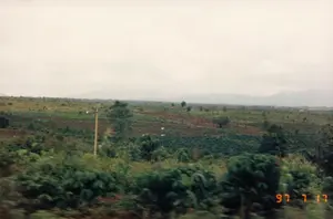 この写真は、農村地帯の広大な農業風景を記録したもので、おそらくコントゥム近郊の西ハイランド地方にあるプランテーション地域であろう。右下の「\'97 7 17」という日付スタンプが示すように、この写真は1997年7月17日に撮影された。風景は、耕作のために多くの区画に分けられた、玄武岩質の赤土を持つなだらかな丘が特徴である。面積の大部分は、密生した緑の低木の列で覆われており、この地域で一般的な作物であるコーヒーの木である可能性が非常に高い。数本の大木と一本の電柱が丘の中腹に点在している。前景はぼやけており、移動中の乗り物から撮影されたことを示唆している。はっきりとはしないが、畑で作業している農民がいる可能性がある