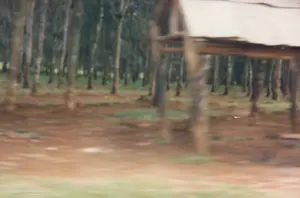 Bức ảnh mờ chụp cảnh một đồn điền, rất có thể là đồn điền cao su, một cảnh quan phổ biến ở vùng Kontum. Các cây cao su với thân thẳng được trồng thành hàng ngay ngắn trên nền đất đỏ bazan. Xen kẽ dưới mặt đất là những mảng cỏ xanh. Ở phía trước bên phải, có một cấu trúc bằng gỗ không rõ nét, có thể là một cái chòi hoặc lán tạm ven đường. Do hình ảnh bị nhòe, có vẻ như nó được chụp từ một phương tiện đang di chuyển. Không có người hay hoạt động nào được ghi lại, và cũng không có bất kỳ văn bản nào có thể nhìn thấy.。（日本語訳）。ぼやけた写真は、あるプランテーションの風景を写しており、それはおそらくコントゥム地方でよく見られる景観であるゴムのプランテーションでしょう。まっすぐな幹を持つゴムの木が、玄武岩質の赤土の上に整然と列をなして植えられています。地面には緑の草が点在しています。右手前には、はっきりしない木製の建造物があり、それは小屋か道端の仮設の小屋かもしれません。写真がぼやけていることから、移動中の乗り物から撮影されたようです。