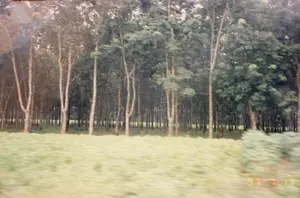 Trong ảnh có dấu ngày tháng '97 7 17' ở góc dưới bên phải. Bức ảnh ghi lại khung cảnh một đồn điền cao su. Các cây cao su có thân thẳng, màu sáng, được trồng thành hàng lối ngay ngắn. Phía trước là một khoảng đất có cỏ mọc, hình ảnh ở khu vực này bị nhòe do chuyển động, cho thấy ảnh được chụp từ một phương tiện đang di chuyển. Bối cảnh là một rừng cây rậm rạp. Không có người nào xuất hiện trong ảnh, và không có hoạt động cụ thể nào đang diễn ra, ngoài việc đây là một khu vực nông nghiệp trồng cây công nghiệp.。（日本語訳）。写真の右下隅に「'97 7 17」の日付スタンプがあります。写真はゴム農園の風景を捉えています。ゴムの木は幹がまっすぐで明るい色をしており、整然と列をなして植えられています。手前には草が生えた地面があり、この部分の画像は動きによってぼやけていることから、移動中の乗り物から撮影されたことがわかります。背景は鬱蒼とした森です。写真には誰も写っておらず、ここが工業作物を栽培する農業地帯であること以外に、特定の活動は行われていません。