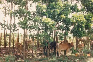 Bức ảnh ghi lại phong cảnh vùng đồi núi, được chụp từ một phương tiện đang di chuyển vào ngày 18 tháng 7 năm 1997, thể hiện qua dấu ngày '97 7 18' ở góc dưới bên phải. Khung cảnh chủ đạo là những ngọn đồi trập trùng được bao phủ bởi thảm cỏ xanh. Trên sườn một ngọn đồi có một con đường mòn nhỏ. Phía dưới thung lũng có một con đường nhựa uốn lượn. Một phần sườn đồi bị xói mòn để lộ ra vách đất đá màu nâu đỏ. Cảnh vật ở tiền cảnh bị nhòe mờ do tốc độ di chuyển, cho thấy đây là một bức ảnh chụp trên đường đi, có khả năng là trên tuyến đường giữa Pleiku và Nha Trang.。（日本語訳）。写真は山岳地帯の風景を記録しており、1997年7月18日に移動中の乗り物から撮影されたもので、右下隅にある「'97 7 18」の日付スタンプで示されている。主な風景は、緑の草で覆われた起伏のある丘である。ある丘の斜面には小さな小道がある。谷の下には曲がりくねったアスファルトの道がある。丘の斜面の一部は侵食され、赤褐色の土と岩の崖が露出している。前景の景色は移動速度によりぼやけており、これが移動中に撮影された写真であることを示している。おそらくプレイクとニャチャンを結ぶルート上のものである。