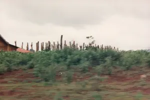 Bức ảnh mờ, có vẻ được chụp từ một phương tiện đang di chuyển, ghi lại một khung cảnh nông thôn ở vùng cao nguyên. Ở tiền cảnh là đất đỏ và cây cối xanh tươi bị nhòe do chuyển động. Phía sau là một hàng cây bụi hoặc hoa màu dày đặc. Ở phía sau, bên trái, có thể thấy một phần của một ngôi nhà gỗ và một mái nhà lợp ngói đỏ. Nổi bật nhất là một hàng rào được làm bằng những cọc gỗ lớn, thẳng đứng, có hình thù không đồng đều. Những cọc gỗ này gợi nhớ đến tượng nhà mồ, một đặc trưng văn hóa của các dân tộc thiểu số ở khu vực Tây Nguyên như Pleiku. Bầu trời u ám, mây phủ. Đất có màu đỏ đặc trưng của vùng đất bazan Tây Nguyên. Không có hoạt động cụ thể nào của con người được ghi lại, nhưng cảnh vật cho thấy đây là một khu vực nông nghiệp và sinh sống của người dân địa phương, có thể là một buôn làng.。（日本語訳）。ぼやけた写真、移動中の乗り物から撮影されたようで、高原地帯の田舎の風景を捉えている。前景には、動きによってぼやけた赤土と青々とした木々がある。その後ろには、密集した低木または作物の列がある。最も目立つのは、不揃いな形をした大きな木製の杭でできた柵である。これらの木製の杭は、プレイクなどの西部の高原地帯（タイグエン）の少数民族の文化的特徴である墓標の像を彷彿とさせる。空はどんよりと曇っている。土は、西部の高原地帯（タイグエン）の玄武岩土壌特有の赤色をしている。特定の人の活動は記録されていないが、風景はここが農業地域であり、地元の住民が生活する場所、おそらくは集落であることを示している。