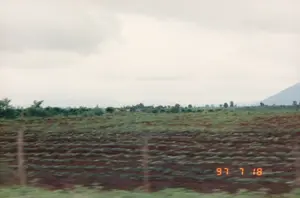 Trong ảnh có dấu ngày tháng kỹ thuật số màu cam ở góc dưới bên phải ghi '97 7 18'. Bức ảnh chụp một khung cảnh nông thôn, dường như được chụp từ một phương tiện đang di chuyển, thể hiện qua sự mờ nhòe của tiền cảnh. Địa điểm là một cánh đồng nông nghiệp rộng lớn. Đất trồng có màu nâu đỏ, có thể là đất đỏ bazan đặc trưng của vùng Tây Nguyên. Trên cánh đồng, các luống cây trồng màu xanh lá cây được canh tác theo hàng. Có thể thấy một vài cọc hàng rào bằng gỗ ở phía trước. Phía xa hơn là một hàng cây xanh. Ở đường chân trời, hình bóng mờ ảo của những ngọn núi hiện ra dưới bầu trời u ám, nhiều mây.。（日本語訳）。写真の右下隅には、「'97 7 18」と記されたオレンジ色のデジタル日付スタンプがあります。この写真は田園風景を撮影したもので、前景のブレから、移動中の乗り物から撮影されたようです。場所は広大な農地です。耕作地の土は赤褐色で、おそらくテイグエン地方特有の赤色玄武岩土壌でしょう。畑では、緑色の作物が列をなして栽培されています。手前には、いくつかの木製の柵の杭が見えます。その向こうには緑の木々が並んでいます。地平線には、曇り空の下、山々のぼんやりとした影が見えます。