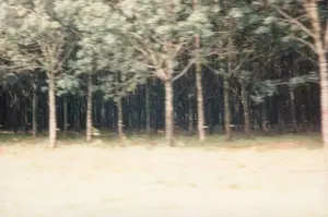 Bức ảnh bị mờ do chuyển động, có vẻ như được chụp từ một phương tiện đang di chuyển, cho thấy một đồn điền cây cao su. Các cây cao su có thân thẳng, màu sáng, được trồng thành hàng lối dày đặc. Mặc dù hình ảnh không rõ nét, có thể nhận thấy trên thân của một số cây có gắn các vật dụng trông giống như chén hoặc bát nhỏ để hứng mủ, đây là dấu hiệu của hoạt động khai thác mủ cao su. Phía trước là một khoảng đất trống với cỏ khô màu vàng. Không có bất kỳ văn bản hay biển báo nào trong ảnh. Đây là một khung cảnh nông nghiệp đặc trưng ở vùng Tây Nguyên, Việt Nam.。（日本語訳）。写真は手ブレでぼやけており、移動中の乗り物から撮影されたようで、ゴムの木のプランテーションが写っている。ゴムの木は幹がまっすぐで明るい色をしており、密集して列をなして植えられている。画像は鮮明ではないが、いくつかの木の幹には、樹液を集めるためのカップや小さなボウルのようなものが取り付けられているのが見て取れる。これはゴム樹液の採取活動のしるしである。手前には、黄色く枯れた草が生えた空き地がある。写真には文字や看板は一切ない。これはベトナムのテイグエン地方における典型的な農業風景である。