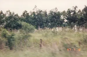 Bức ảnh ghi lại một cảnh quan ven đường, có vẻ như được chụp từ một phương tiện đang di chuyển nhanh nên hình ảnh bị mờ và nhòe. Ở tiền cảnh là các bụi cây và cỏ dại ven đường. Ở hậu cảnh là một hàng cây cao, có thể là rừng bạch đàn hoặc một loại cây công nghiệp được trồng thẳng hàng. Bầu trời có màu trắng xám. Không có người hay hoạt động cụ thể nào được ghi lại, ngoài việc di chuyển của người chụp ảnh. Ở góc dưới cùng bên phải, có một dấu ngày tháng kỹ thuật số màu cam hiển thị '97 7 18', cho biết thời điểm chụp là ngày 18 tháng 7 năm 1997.。（日本語訳）。写真は道端の風景を記録しており、速く動いている乗り物から撮影されたようで、画像はぼやけて不鮮明です。前景には、道端の茂みや雑草があります。後景には、高い木の列があり、それはユーカリの森か、あるいはまっすぐに植えられた何らかの換金作物の木かもしれません。空は灰白色です。撮影者の移動を除いて、特定の人物や活動は記録されていません。右下隅には、「97 7 18」と表示されたオレンジ色のデジタル日付スタンプがあり、撮影日時が1997年7月18日であることを示しています。