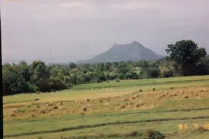 Bức ảnh chụp một khung cảnh nông thôn ở Việt Nam. Tiền cảnh là một cánh đồng lúa rộng lớn, một phần đã được thu hoạch với những đống rơm khô nằm rải rác, trong khi phần khác vẫn còn lúa xanh. Có thể thấy một vài người nông dân đang làm việc trên đồng, và có một con vật màu sẫm, có thể là một con trâu. Phía sau cánh đồng là một dải cây cối rậm rạp. Ở phía xa, một ngọn núi lớn hiện ra mờ ảo dưới bầu trời u ám. Ở góc dưới cùng bên phải của bức ảnh có in dấu ngày tháng màu vàng: '97 7 19'.。（日本語訳）。写真はベトナムの田舎の風景を写したものです。前景には広大な水田が広がっており、その一部は収穫済みで乾いた藁の山が点在し、残りの部分にはまだ青い稲が残っています。畑で作業している数人の農民が見られ、そして、おそらく水牛と思われる黒っぽい動物がいます。田んぼの後ろには、木々が鬱蒼と茂っています。遠くには、曇り空の下、大きな山がぼんやりと現れています。写真の右下隅には、黄色い日付スタンプ「'97 7 19」が印刷されています。