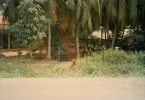 Bức ảnh chụp một khung cảnh điển hình của vùng nông thôn Việt Nam, có thể là ở khu vực Củ Chi hoặc ngoại ô Sài Gòn, vào ngày 23 tháng 7 năm 1997. Tiền cảnh là một con đường đất không trải nhựa. Ở góc dưới bên phải có in dấu ngày tháng màu cam '97 7 23'. Phía sau con đường là một khu đất với thảm thực vật phong phú. Một hàng rào dây kẽm đơn giản ngăn cách con đường với khu vườn. Trong vườn, có rất nhiều cây cối, nổi bật là một rặng dừa cao với tán lá xum xuê. Bên cạnh đó là các loại cây bụi và cỏ dại mọc tự nhiên. Thấp thoáng phía sau rặng cây bên trái là một phần của một ngôi nhà có cấu trúc đơn giản. Khung cảnh yên tĩnh, không có người hay hoạt động nào đang diễn ra.。（日本語訳）。この写真は、1997年7月23日に、おそらくクチ地区かサイゴン郊外で撮影された、ベトナムの田舎の典型的な風景を写したものです。前景には未舗装の土の道があります。右下隅にはオレンジ色で「'97 7 23」という日付のスタンプが押されています。道の向こうには、豊かな植生のある土地が広がっています。簡素な針金のフェンスが、道と庭を隔てています。庭にはたくさんの木があり、特に目立つのは、葉が青々と茂った背の高いココヤシの木々です。その隣には、自然に生えた様々な種類の低木や雑草があります。左側の木々の後ろには、簡素な造りの家の一部が垣間見えます。風景は静かで、人や活動の様子は見られません。