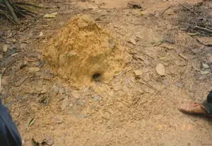 Bức ảnh chụp cận cảnh một ụ đất trên mặt đất trong một khu vực có nhiều lá cây khô, có thể là một khu rừng hoặc khu di tích lịch sử như Địa đạo Củ Chi. Ụ đất này có một lỗ tròn, trông giống như một lỗ thông hơi hoặc một lối vào được ngụy trang của một đường hầm dưới lòng đất. Mặt đất xung quanh phủ đầy lá khô và cành cây nhỏ. Ở góc dưới bên phải của bức ảnh, có thể thấy bàn chân của một người đang đi dép quai hậu màu nâu. Góc dưới bên trái cho thấy một phần trang phục màu xanh đậm. Dường như có người đang đứng quan sát ụ đất này. Trên ảnh có in dấu ngày tháng màu cam '97 7 23'.。（日本語訳）。枯れ葉の多いエリアにある、地面の土の盛り上がりのクローズアップ写真です。そこは森林か、クチトンネルのような史跡である可能性があります。この土の盛り上がりには丸い穴が一つあり、換気口か、地下トンネルの偽装された入り口のように見えます。周囲の地面は枯れ葉や小枝で覆われています。写真の右下隅には、茶色のバックストラップサンダルを履いている人の足が見えます。左下隅には、濃い青色の服の一部が見えます。誰かが立ってこの土の盛り上がりを観察しているようです。写真にはオレンジ色で「'97 7 23」という日付が印字されています。