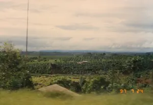 Trên ảnh có dập ngày tháng màu cam: '97 7 24'.。Bức ảnh ghi lại phong cảnh một vùng nông nghiệp đồi núi rộng lớn, có khả năng là một khu vực ở Tây Nguyên như Đà Lạt. Toàn cảnh là một nông trường hoặc đồn điền cây công nghiệp (có thể là cà phê hoặc chè) bao phủ các sườn đồi. Xen kẽ giữa những vạt cây xanh là một vài ngôi nhà dân có mái ngói. Phía xa là những dãy núi chìm trong mây. Bầu trời u ám, nhiều mây. Ở phía tiền cảnh bên trái có một cây cột cao và mảnh, có thể là cột điện hoặc cột ăng-ten. Cây cỏ ở gần ống kính bị nhòe do chuyển động, cho thấy ảnh được chụp từ một phương tiện đang di chuyển.。（日本語訳）。写真にはオレンジ色の日付スタンプがある：「'97 7 24」。この写真は、広大な丘陵の農業地帯の風景を記録しており、ダラットのようなテイグエン（西部の高原）地方である可能性があります。全景は、丘の斜面を覆う農場または換金作物（コーヒーかお茶の可能性があります）のプランテーションです。緑の木々の区画の間に、瓦屋根の民家がいくつか点在しています。遠くには、雲に沈む山々があります。空はどんよりとしており、雲が多いです。左手前の前景には、高くて細い柱が一本あり、電柱かアンテナ塔の可能性があります。レンズの近くの草木は動きによってぼやけており、写真が移動中の乗り物から撮影されたことを示しています。