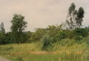 Trên ảnh có dấu ngày tháng màu vàng '97 7 24'. Bức ảnh chụp một khung cảnh thiên nhiên ở vùng nông thôn, có thể là ven một con đường. Tiền cảnh là một bãi cỏ dại mọc cao và rậm rạp. Phía sau là một thảm thực vật dày đặc với nhiều loại cây bụi và cây gỗ, bao gồm cả những cây cao, thân mảnh. Bầu trời u ám và đầy mây. Ở góc dưới cùng bên trái, có một phần nhỏ của một con đường. Không có người hay hoạt động nào được quan sát thấy trong ảnh.。（日本語訳）。写真には「'97 7 24」という黄色い日付スタンプがあります。この写真は田舎の自然風景を写したもので、おそらく道端でしょう。手前には、高く生い茂った雑草の野原があります。その後ろには、背が高く細い木々を含む、さまざまな種類の低木や樹木が密生しています。空はどんよりと曇っています。左下隅には、道の一部が小さく見えます。写真の中には人や活動は見られません。