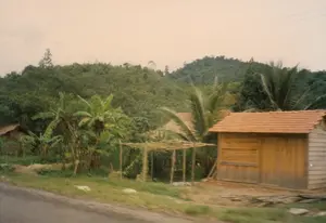 Bức ảnh chụp một khung cảnh nông thôn ven đường ở Việt Nam. Ở bên phải là một ngôi nhà gỗ chắc chắn với mái lợp ngói đỏ. Bên cạnh ngôi nhà là một giàn cây leo được dựng lên bằng các cọc gỗ, có thể dùng để trồng các loại cây dây leo. Xung quanh có nhiều cây cối nhiệt đới như cây chuối và cây dừa. Ở phía sau là một ngọn đồi được bao phủ bởi cây xanh rậm rạp. Trên bầu trời có thể thấy các đường dây điện. Tiền cảnh cho thấy một phần của con đường nhựa, cho thấy bức ảnh có thể được chụp từ một phương tiện đang di chuyển. Không có người hay hoạt động cụ thể nào được ghi lại. Không có bất kỳ văn bản hay biển hiệu nào có thể đọc được.。（日本語訳）。写真はベトナムの道端の田園風景を写したものです。右側には、赤い瓦屋根の頑丈な木造家屋があります。家の隣には、木製の杭で建てられたつる植物用の棚があり、様々なつる植物を栽培するために使われている可能性があります。周囲にはバナナの木やココナッツの木のような多くの熱帯植物があります。後方には、緑豊かな木々で覆われた丘があります。空には電線が見えます。前景にはアスファルト道路の一部が写っており、この写真は移動中の乗り物から撮影された可能性があることを示しています。特定の人物や活動は記録されていません。読み取れる文字や看板は一切ありません。