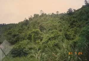 Trong ảnh có dấu ngày tháng màu cam "97 7 24", cho biết ảnh được chụp vào ngày 24 tháng 7 năm 1997. Bức ảnh ghi lại khung cảnh một sườn đồi được bao phủ bởi cây cối rậm rạp và xanh tươi, có thể là một khu rừng ở vùng nông thôn hoặc miền núi. Bức ảnh dường như được chụp từ bên trong một phương tiện đang di chuyển, vì phần cỏ ở tiền cảnh bị mờ và có hình ảnh phản chiếu trên cửa sổ ở góc dưới bên trái. Vắt ngang qua sườn đồi và nền trời u ám là các đường dây điện. Không có người hay hoạt động cụ thể nào được ghi lại, chỉ có cảnh quan thiên nhiên.。（日本語訳）。写真にはオレンジ色の「97 7 24」という日付スタンプがあり、写真が1997年7月24日に撮影されたことを示しています。この写真は、青々と生い茂る木々に覆われた丘の斜面の風景を捉えており、田舎や山岳地帯の森である可能性があります。写真は移動中の乗り物の中から撮影されたようで、前景の草がぼやけており、左下の隅に窓の反射が見られます。丘の斜面と曇り空を横切って電線が走っています。