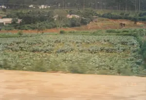 Trên ảnh có dấu ngày tháng màu vàng '97 7 25', cho biết ảnh được chụp vào ngày 25 tháng 7 năm 1997. Bức ảnh ghi lại một khung cảnh nông nghiệp ở vùng cao nguyên, rất có thể là ở khu vực Đà Lạt. Toàn cảnh là một cánh đồng rộng lớn trồng rau, có vẻ là bắp cải (cải bắp), được canh tác theo từng luống thẳng hàng. Phía sau cánh đồng là một sườn đồi được bao phủ bởi cây xanh. Trên sườn đồi có một vài ngôi nhà và một cái lều nhỏ dùng cho nông nghiệp. Xa hơn nữa, trên đỉnh đồi, là một rừng cây, có thể là rừng thông đặc trưng của khu vực. Mặc dù không có người xuất hiện, khung cảnh cho thấy rõ hoạt động canh tác nông nghiệp. Phần dưới của ảnh bị nhòe do chuyển động, gợi ý rằng bức ảnh được chụp từ một phương tiện đang di chuyển.。（日本語訳）。写真には「'97 7 25」という黄色い日付スタンプがあり、写真が1997年7月25日に撮影されたことを示しています。この写真は高原地帯の農業風景を記録しており、ダラット地域である可能性が非常に高いです。全景は広大な野菜畑で、見たところキャベツ（bắp cải）のようであり、まっすぐな畝に沿って栽培されています。畑の後ろには、緑の木々に覆われた丘の斜面があります。丘の斜面には、いくつかの家と農業用の小さな小屋があります。さらに遠く、丘の頂上には森があり、この地域特有の松林かもしれません。人は写っていませんが、その風景は農業の営みをはっきりと示しています。写真の下部は動きによってぼやけており、移動中の乗り物から撮影されたことを示唆しています。