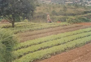 Bức ảnh chụp một khung cảnh nông nghiệp trên một sườn đồi ở vùng cao nguyên, có khả năng là ở khu vực Đà Lạt. Trong ảnh có hai người nông dân đang làm việc trên một vườn rau. Một người đang đứng, mặc áo khoác màu be và đội mũ lưỡi trai. Người còn lại đang ngồi xổm, dường như đang chăm sóc cây trồng trên luống rau, có thể là nhổ cỏ hoặc vun xới. Cánh đồng được canh tác theo kiểu bậc thang, chia thành nhiều luống thẳng tắp. Một số luống rau xanh tốt đang trong giai đoạn phát triển, xen kẽ với những luống đất nâu đã được cày xới hoặc vừa thu hoạch. Phía bên trái có một cây lớn, và ở hậu cảnh là những ngọn đồi với cây cối và một vài công trình xây dựng của một khu dân cư ở phía xa. Không có bất kỳ văn bản hay chữ viết nào trong ảnh.。（日本語訳）。写真は、高原地帯の丘の斜面にある農場の風景を写しており、おそらくダラット地方のものでしょう。1人は立っており、ベージュの上着を着て野球帽をかぶっています。もう1人はしゃがんでおり、畝の作物の手入れをしているようで、草むしりか土寄せをしているのかもしれません。畑は段々畑形式で耕作されており、多くのまっすぐな畝に分かれています。いくつかの青々とした野菜の畝は成長段階にあり、耕されたか収穫されたばかりの茶色い土の畝と交互になっています。左側には大きな木が1本あり、背景には木々のある丘と、遠くの住宅地の建物がいくつか見えます。写真にはいかなるテキストや文字もありません。