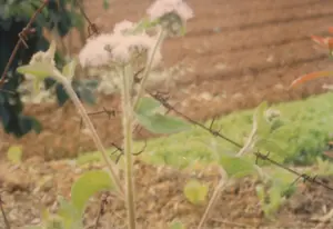 Bức ảnh chụp cận cảnh một cây hoa dại màu trắng, có thể là cỏ cứt lợn, đang mọc ven một hàng rào dây thép gai đã rỉ sét. Thân và lá cây có lông tơ. Ở hậu cảnh là một khu đất nông nghiệp đã được cày xới, với những luống đất màu nâu và một vài mảng cây cỏ xanh. Khung cảnh gợi lên một không gian yên tĩnh ở vùng nông thôn hoặc ven một khu vườn. Không có chữ viết hay hoạt động của con người trong ảnh.。（日本語訳）。白い野草、おそらくカッコウアザミのクローズアップ写真で、錆びた有刺鉄線の柵のそばに生えている。植物の茎と葉には産毛がある。背景には耕された農地があり、茶色い土の畝といくつかの緑の草木の区画がある。その光景は、田舎または庭のほとりにある静かな空間を思わせる。写真には文字や人間の活動はない。