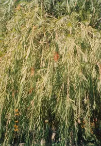 Trên ảnh có dấu ngày tháng màu cam '97 7 25'. Bức ảnh chụp cận cảnh một cây tràm liễu (còn gọi là tràm bông đỏ) với tán lá xanh tươi, rậm rạp. Những chiếc lá dài, hẹp và mềm mại rủ xuống, tạo nên một vẻ đẹp đặc trưng. Xen kẽ giữa những tán lá là các chùm hoa màu đỏ rực rỡ, có hình dạng giống như chiếc bàn chải nhỏ. Một vài cành cây khẳng khiu có thể được nhìn thấy xuyên qua lớp lá dày. Không có người hay hoạt động nào được thể hiện. Bối cảnh là một không gian ngoài trời, có thể là một khu vườn hoặc một công viên.。（日本語訳）。写真にはオレンジ色の「'97 7 25」という日付スタンプがある。写真は、青々として生い茂った葉を持つシダレハナマキ（ブラシノキとも呼ばれる）の木をクローズアップで撮影したものである。長く、細く、柔らかい葉が垂れ下がり、特徴的な美しさを生み出している。葉の間には、小さなブラシのような形をした鮮やかな赤い花房が点在している。人や活動は写っていない。背景は屋外空間で、庭園か公園の可能性がある。