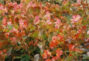 Có một dấu ngày tháng ở góc dưới bên phải của bức ảnh: '97 7 25'.。Bức ảnh chụp cận cảnh một luống hoa thu hải đường (begonia) đang nở rộ. Những bông hoa có nhiều màu sắc khác nhau, từ hồng nhạt đến đỏ thẫm, với nhụy hoa màu vàng nổi bật. Lá cây có hình dạng đặc trưng, pha trộn giữa màu xanh và màu nâu đỏ, tạo nên một thảm thực vật dày đặc và đầy màu sắc. Khung cảnh này có thể là một phần của một khu vườn, công viên hoặc khu nghỉ dưỡng, phù hợp với bối cảnh Đà Lạt, nơi được mệnh danh là thành phố ngàn hoa. Không có hoạt động của con người trong ảnh, chỉ có vẻ đẹp tự nhiên của các loài hoa.。（日本語訳）。写真の右下隅に「'97 7 25」という日付のスタンプがあります。写真は、満開のベゴニアの花壇のクローズアップです。花は、薄いピンクから深紅までさまざまな色をしており、黄色い花芯が際立っています。葉は特徴的な形をしており、緑色と赤褐色が混ざり合い、密集したカラフルな植物の絨毯を作り出しています。この光景は、庭園、公園、またはリゾートの一部である可能性があり、「千の花の都」として知られるダラットの背景と一致しています。写真には人間の活動はなく、花々の自然な美しさだけがあります。