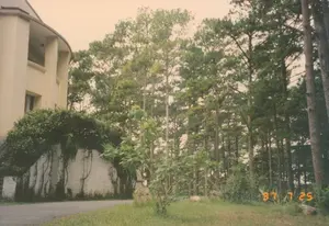 Bức ảnh chụp một khung cảnh ngoài trời yên tĩnh, có khả năng là tại một khu nghỉ dưỡng hoặc biệt thự ở Đà Lạt, được bao quanh bởi một rừng thông. Dấu ngày tháng '97 7 25' màu cam được in ở góc dưới bên phải. Bên trái là một phần của một tòa nhà nhiều tầng, sơn màu kem, có thiết kế đường cong hiện đại và ban công. Phía dưới tòa nhà là một bức tường chắn màu trắng có cây dây leo bám lên. Một con đường nhựa nhỏ uốn lượn ở phía trước. Phần lớn khung hình bên phải được bao phủ bởi một rừng thông rậm rạp, đặc trưng của vùng cao nguyên. Ở góc dưới cùng bên trái, có một vật thể trông giống như một cột mốc bê tông nhỏ nhưng không thể đọc được chữ trên đó. Không có người hay hoạt động nào được ghi lại, tạo nên một không gian thanh bình và tĩnh lặng.。（日本語訳）。写真は静かな屋外の風景を写しており、おそらくダラットのリゾートまたは別荘で、松林に囲まれている。右下隅にはオレンジ色の日付スタンプ「'97 7 25」が印刷されている。左側には多層階の建物の一部があり、クリーム色に塗られ、モダンな曲線デザインとバルコニーがある。建物の下には、つる植物が絡まる白い擁壁がある。手前には小さなアスファルトの道が曲がりくねっている。フレームの右側の大部分は、高原地帯に特徴的な鬱蒼とした松林に覆われている。左下隅には、小さなコンクリートの標石のような物体があるが、その上の文字は読み取れない。人や活動は記録されておらず、平和で静寂な空間を作り出している。