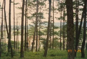 Bức ảnh chụp một khung cảnh nhìn từ một khu rừng thông, một cảnh quan đặc trưng của Đà Lạt. Hàng loạt cây thông cao, thẳng đứng chiếm phần lớn tiền cảnh. Xuyên qua các thân cây, ở phía xa là một hồ nước và những ngọn đồi. Một ngôi biệt thự kiểu cũ với mái ngói và tường màu sáng có thể được nhìn thấy giữa các lùm cây. Gần ngôi biệt thự, có một cấu trúc nhỏ màu trắng trông giống như một tấm bia tưởng niệm hoặc biển báo, nhưng các ký tự trên đó không thể đọc được. Có hai bóng người nhỏ đang ở trên bãi cỏ. Toàn bộ khung cảnh toát lên vẻ yên bình, tĩnh lặng. Ở góc dưới cùng bên phải, có dấu ngày tháng kỹ thuật số '97 7 25'.。（日本語訳）。写真は松林から見た風景を写したもので、ダラット特有の景観です。高くまっすぐに伸びる松の木々が前景の大部分を占めています。木々の幹の間から、遠くに湖と丘が見えます。木々の間に、瓦屋根と明るい色の壁を持つ古い様式の別荘が見えます。芝生の上には二つの小さな人影があります。風景全体が、平穏で静寂な雰囲気を醸し出しています。右下隅には、「97 7 25」というデジタル日付のスタンプがあります。