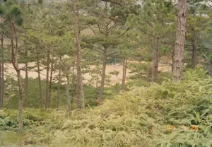 Bức ảnh chụp một khung cảnh thiên nhiên tại một khu vực đồi núi, có thể là ở Đà Lạt. Tiền cảnh là một thảm thực vật dày đặc gồm các cây dương xỉ. Phía sau là một rừng thông với nhiều cây thông cao, khẳng khiu. Nhìn qua các thân cây thông, có thể thấy một hồ nước hoặc một đoạn sông rộng. Nước có màu nâu, có thể do phù sa. Ở bờ hồ, có một bến thuyền nhỏ với một vài chiếc thuyền du lịch, có thể là thuyền đạp vịt, đang neo đậu. Không có người nào xuất hiện rõ ràng trong ảnh, nhưng sự hiện diện của những chiếc thuyền cho thấy đây là một khu vực du lịch và giải trí. Ở góc dưới bên phải của bức ảnh có một dấu ngày tháng màu cam ghi '97 7 25'.。（日本語訳）。写真はおそらくダラットの丘陵地帯の自然風景を撮影したものです。前景は、シダ植物からなる密集した植生です。後方には、高く、ひょろりとした多くの松の木がある松林があります。松の木の幹の間から、湖または川幅の広い部分が見えます。水は茶色で、おそらく沖積土によるものです。湖の岸には小さな船着き場があり、おそらくアヒルボート（足漕ぎボート）と思われるいくつかの観光用ボートが停泊しています。写真には誰もはっきりと写っていませんが、ボートの存在は、ここが観光・レクリエーションエリアであることを示しています。写真の右下隅には、「97 7 25」と記されたオレンジ色の日付スタンプがあります。