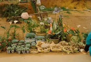 Bức ảnh chụp một quầy bán hoa và cây cảnh ven đường trên nền đất. Nhiều loại cây và hoa được bày bán, bao gồm hoa cẩm tú cầu màu hồng và tím, hoa rum (hoa loa kèn) trắng, hoa hồng môn đỏ, và các loài hoa khác. Đặc biệt, có rất nhiều chậu cây sen đá với kích thước đa dạng, một số được trồng trong các chậu gốm sứ nhỏ có hoa văn sọc xanh trắng, và một chậu lớn hơn với hoa văn lượn sóng. Bên cạnh các chậu cây, có những túi ni lông đựng củ giống cây trồng. Phía sau các chậu cây là một bờ đất màu nâu đỏ, có một chiếc xe đạp cũ đang dựng, trên xe có một chiếc gùi bằng tre đan. Ở rìa phải của ảnh, có thể thấy một phần của một người đang ngồi, mặc trang phục màu xanh lam và đi dép, có thể là người bán hàng.。（日本語訳）。写真は、土の上に設けられた道端の花と観葉植物の屋台を写している。ピンクと紫のアジサイ、白いカラーリリー（オランダカイウ）、赤いアンスリウム、その他の花々など、多くの種類の植物や花が売られている。特に、様々な大きさの多肉植物の鉢がたくさんあり、いくつかは青と白の縞模様の小さな陶器の鉢に植えられ、もう一つは波模様の大きな鉢に植えられている。植木鉢の隣には、植物の球根が入ったビニール袋がある。植木鉢の後ろには赤茶色の土手があり、古い自転車が立てかけられていて、その自転車には竹で編んだ背負いかごが乗っている。写真の右端には、座っている人物の一部が見え、青い服を着てサンダルを履いており、おそらく店主だろう。
