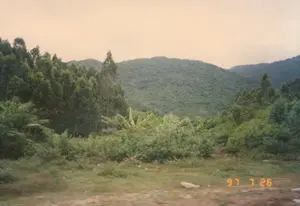 Góc dưới bên phải của bức ảnh có dấu ngày tháng màu cam: '97 7 26'.。Bức ảnh chụp một khung cảnh thiên nhiên vùng đồi núi, có thể là ven đường. Phía sau là những ngọn đồi và núi được bao phủ bởi rừng cây xanh rậm rạp. Ở khu vực giữa là các lùm cây chuối với tán lá lớn, xen lẫn với các loại cây thân gỗ cao và nhiều bụi cây. Tiền cảnh là một bãi đất cỏ, hình ảnh hơi mờ cho thấy có thể nó được chụp từ một phương tiện đang di chuyển. Bầu trời u ám. Không có người hay hoạt động cụ thể nào được ghi lại, chỉ có cảnh quan thiên nhiên.。（日本語訳）。写真の右下には、オレンジ色の「'97 7 26」という日付スタンプがあります。写真は、おそらく道端の、丘陵地帯の自然風景を撮影したものです。後方には、緑豊かな森林に覆われた丘や山々があります。中央部には、大きな葉を持つバナナの木々があり、背の高い木や多くの茂みと混ざり合っています。前景は草地で、画像が少しぼやけていることから、移動中の乗り物から撮影された可能性が示唆されます。空は曇っています。特定の人物や活動は記録されておらず、自然の景観のみです。